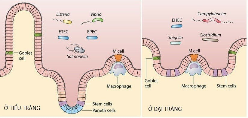 Bệnh tiêu chảy mức độ nguy hiểm và các biện pháp phòng chống